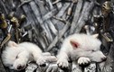 Loài sói huyền thoại tuyệt chủng hơn vạn năm bất ngờ hồi sinh kỳ diệu