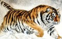 Dự đoán ngày mới 10/5/2025 cho 12 con giáp: Dần tinh tế
