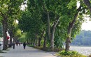 PGS.TS Trần Ngọc Hải: “Thận trọng khi dịch chuyển cây xanh quý cạnh Hồ Gươm” 