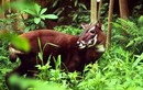 Phát hiện loài thú bí ẩn nhất thế giới, chuyên gia Việt giải mã sao? 