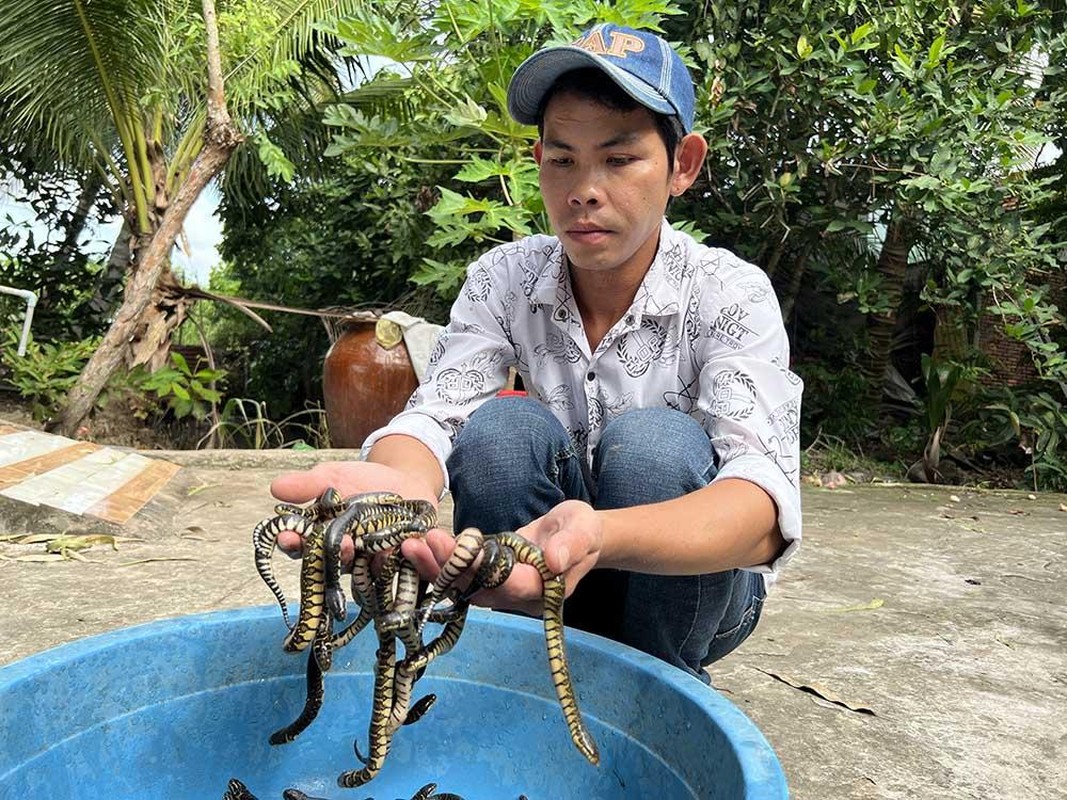 Canh tuong dang so, 1.000 con ran quan nhau trong be xi mang-Hinh-9
