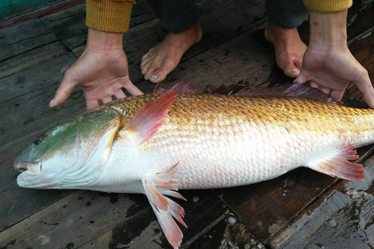 Ca the gioi khat khao so huu loai ca dat do nhat Viet Nam nay-Hinh-6